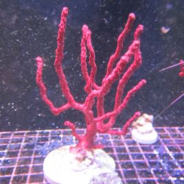 Diodogorgia Nodulifera - gorgone doigt rouge non symbiotique