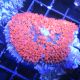 Rhodactis sanctithomaea rouge 6 cm 97,50 €