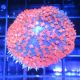 Rhodactis sanctithomaea rouge 6 cm 97,50 €