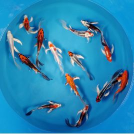 Koi Israël Voilés premium select 25-30 cm