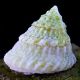 Astreas tecta blanc - Lithopoma tectum 1-2cm 3,90 €