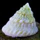 Astreas tecta blanc - Lithopoma tectum 1 cm (lot de 5) 19,50 €