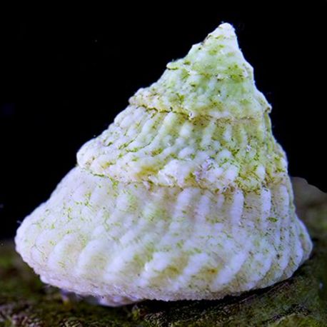 Astreas tecta blanc - Lithopoma tectum 1 cm (lot de 5) 19,50 €