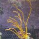 Diodogorgia Nodulifera - gorgone doigt jaune non symbiotique 63,50 €