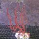 Diodogorgia Nodulifera - gorgone doigt rouge non symbiotique 63,50 €
