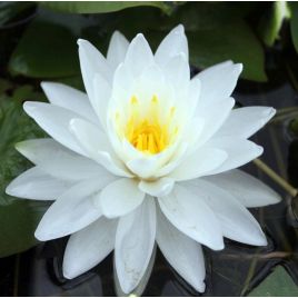 Nymphaea Perry's Double White 15,00 €