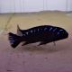 Chindongo elongatus Neon Spot 5-6cm 9,50 €