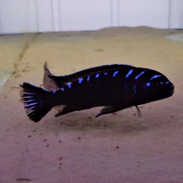 Chindongo elongatus  Neon Spot 5-6cm