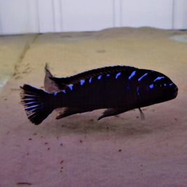 Chindongo elongatus Neon Spot 5-6cm lot de 2