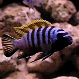 Cynotilapia Zebroides Jalo Reef 4-5cm