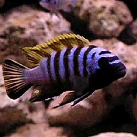Cynotilapia Zebroides Jalo Reef