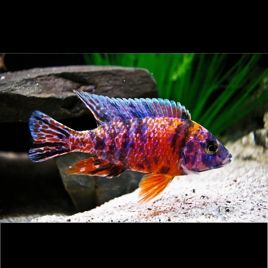 Aulonocara Blotched red le couple 39,50 €
