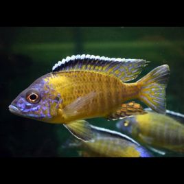 Aulonocara Usisya le couple 9-10cm