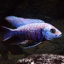 Copadichromis mloto Chitimba 5-6cm 12,50 €