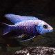 Copadichromis mloto Chitimba 10-12 cm le couple 59,50 €