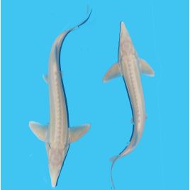 Esturgeon Albino 40-45 cm Esturgeons 49,50 €