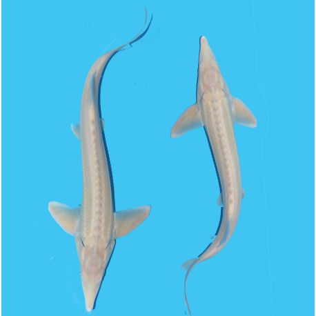 Esturgeon Albino 40-45 cm Esturgeons 49,50 €