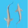 Esturgeon  Albino 40-45 cm