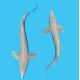 Esturgeon Albino 20-25 cm