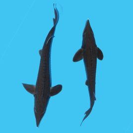 Esturgeons* Baeri 35-40 cm Esturgeons 28,50 €