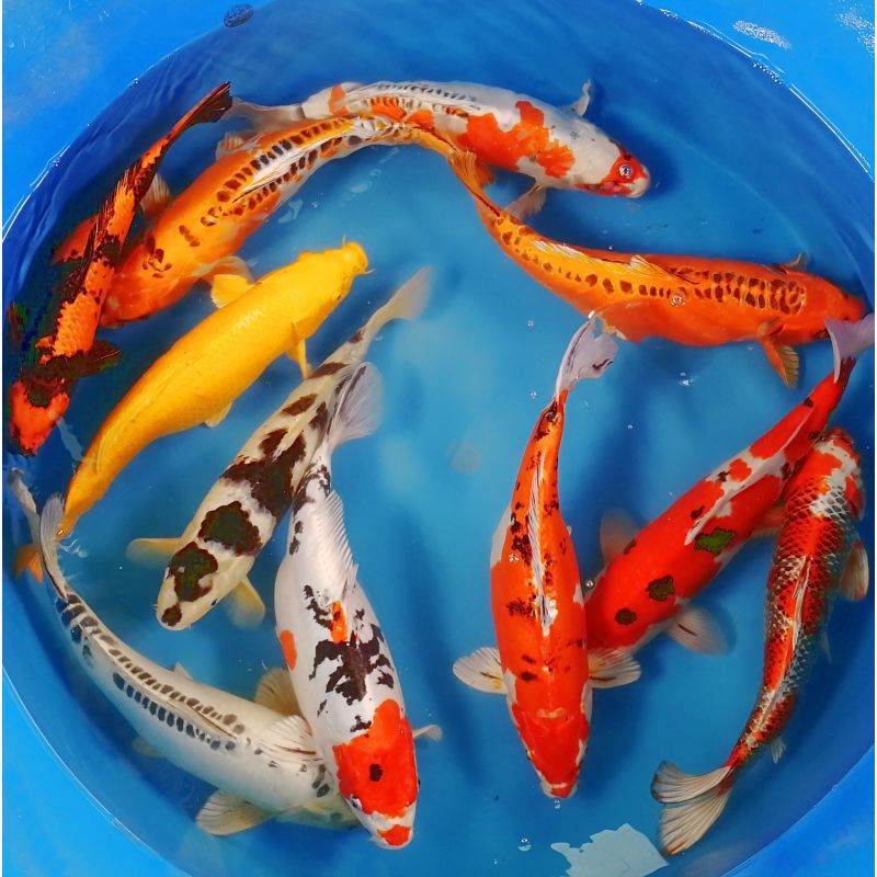 Koi Israël Handpick 40-45cm