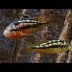 Haplochromis rock kribensis 4-5cm lot de 2 