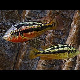 Haplochromis rock kribensis 4-5cm lot de 2 18,50 €
