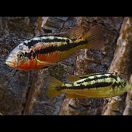 Haplochromis rock kribensis 4-5cm lot de 2 