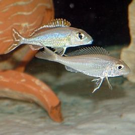 Callochromis Pleurospillus