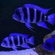 Cyphotilapia Frontosa Blue Zaire 6-8cm 24,50 €