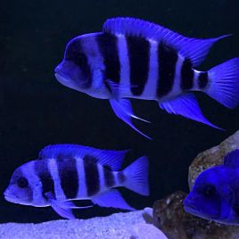Cyphotilapia Frontosa Blue Zaire 6-8cm 24,50 €
