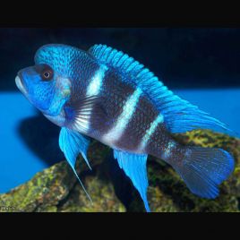 Cyphotilapia Frontosa mpimbwe 10-12 cm 39,50 €