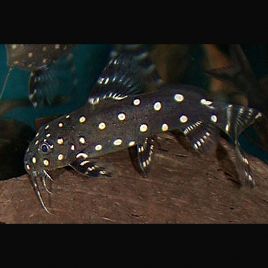 Synodontis Angelicus 8-10 cm 69,50 €