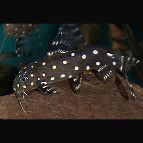 Synodontis Angelicus 8-10 cm 69,50 €