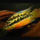 Cichlasoma Salvini - Trichromis salvini lot de 2
