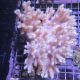 Sinularia asterolobata 10-12 cm 47,50 €