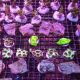 Lot de 5 Boutures de coraux durs 97,50 €