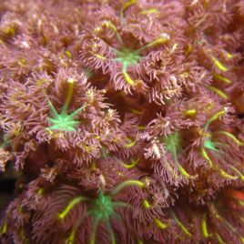 Clavularia clove tricolor 3 cm full color