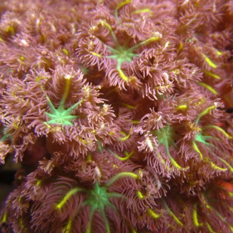 Clavularia clove tricolor 3 cm full color