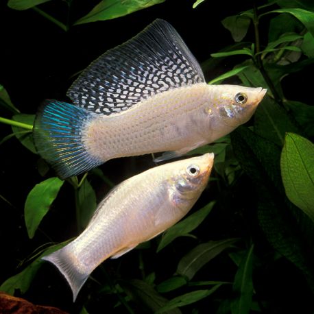 Poecilia Sphenops Molly Velifera argentés en couple 6-7 cm 8,50 €