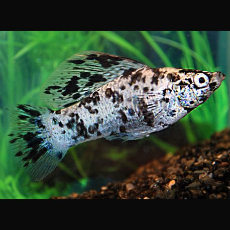 Poissondor Poecilia Sphenops Molly Velifera Dalmatiens Lyres Lot De