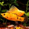 Poecilia Sphenops Molly Velifera Doré le couple