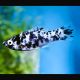 Poecilia Sphenops Molly dalmatiens  
