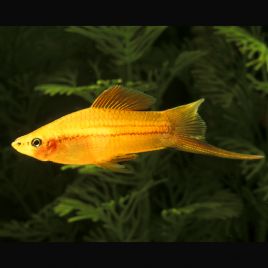 Xipho Xiphophorus helleri dorés 4-5cm