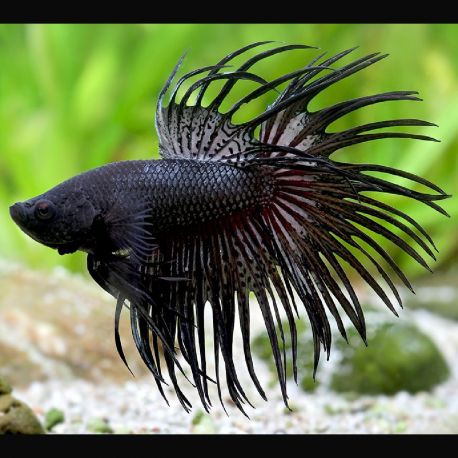 Résultat de recherche d'images pour "poissons aquarium betta"
