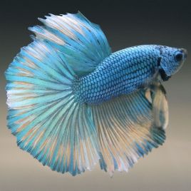 Betta mâle Halfmoon dragon vert (Les patrons de coloration peuvent varier) 28,60 €