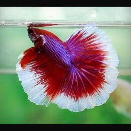 Betta mâle Halfmoon lavande (Les patrons de coloration peuvent varier) 28,60 €