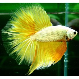 Betta mâle Halfmoon yellow (Les patrons de coloration peuvent varier) 28,60 €