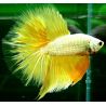 Betta mâle Halfmoon yellow (Les patrons de coloration peuvent varier)