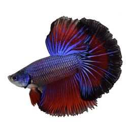 Betta Splendens mâle - Combattant Halfmoon (Les patrons de coloration peuvent varier)